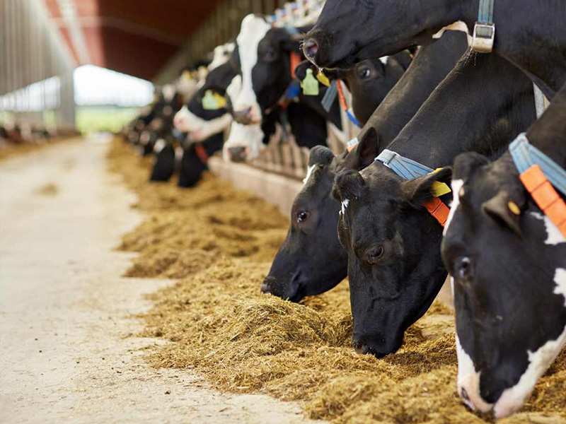A five-pronged approach to sustainable dairy production